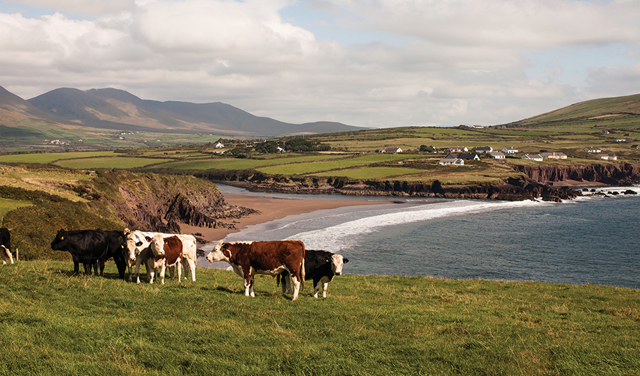 Cows in Dingle, Co. Kerry