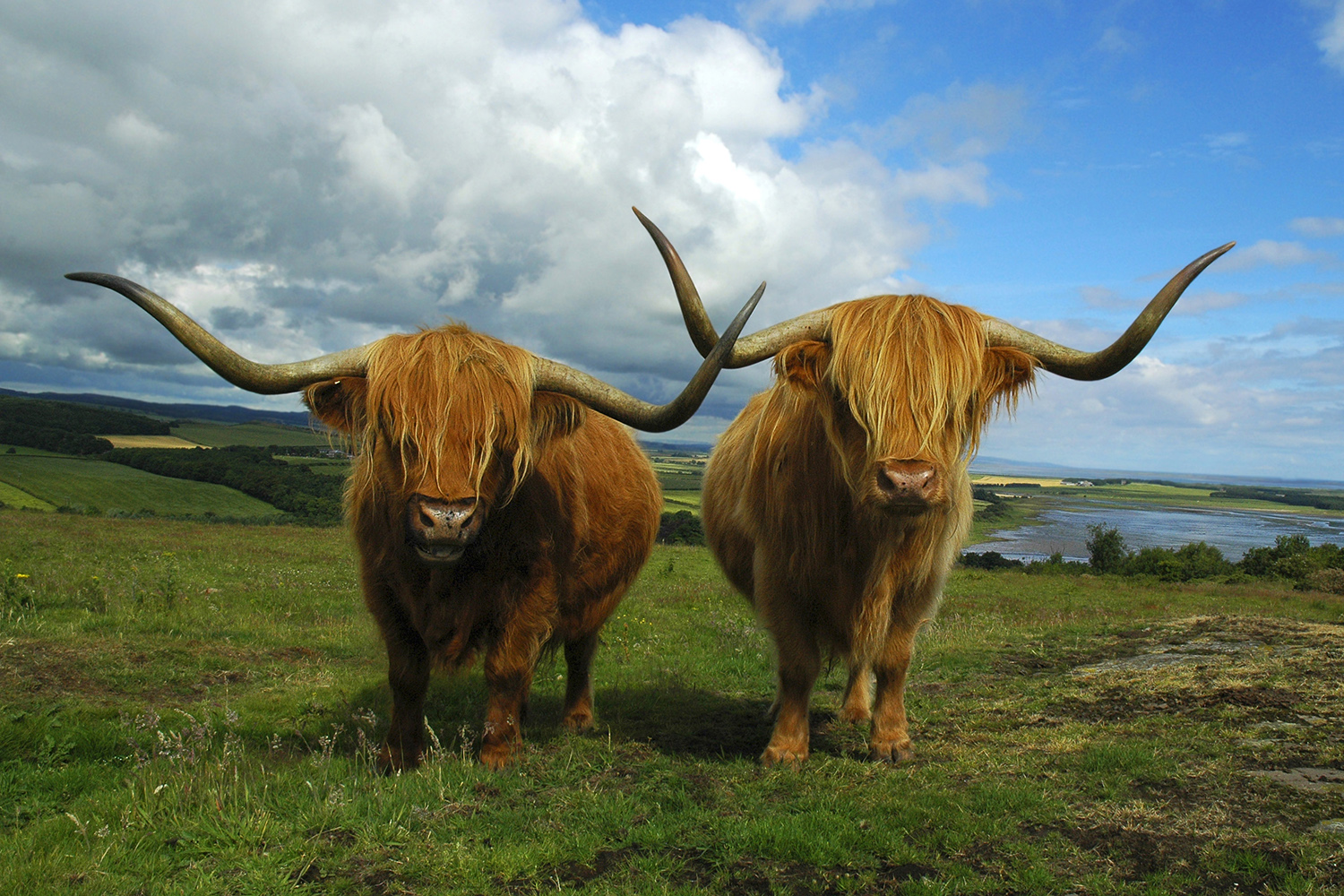 Highland Cows in a field with a blue sky