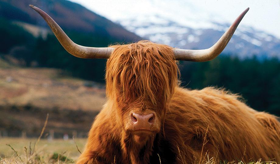 A shaggy Highland cow with large horns sits on a mountain.