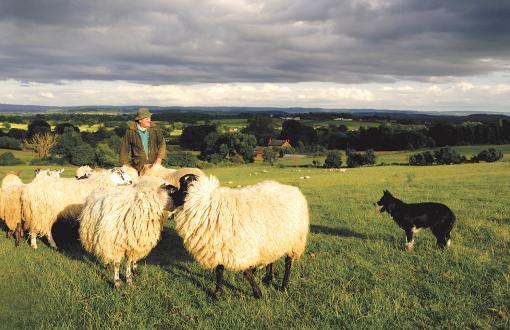 Sheep herding demonstration